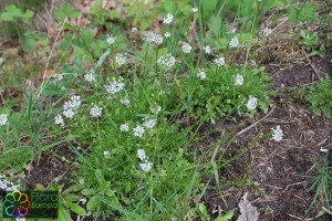 teesdalia nudicaulis (2) (1200 x 800).jpg_product_product